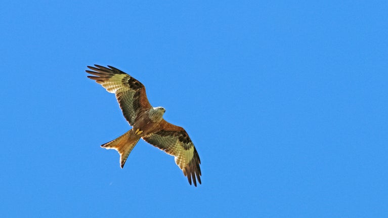 Red kite flying above Gibside